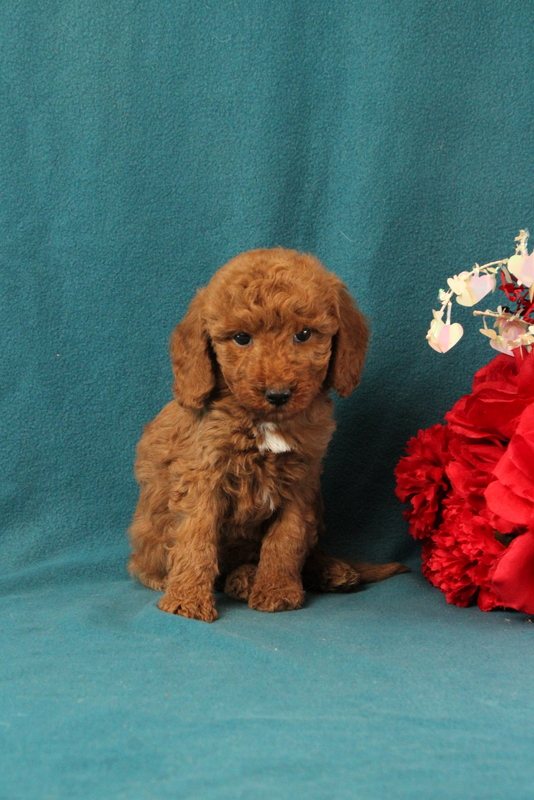 puppy, for, sale, Mini Goldendoodle F1BB, Matthew B. Stoltzfus, dog, breeder, Gap, PA, dog-breeder, puppy-for-sale, forsale, nearby, find, puppyfind, locator, puppylocator, aca